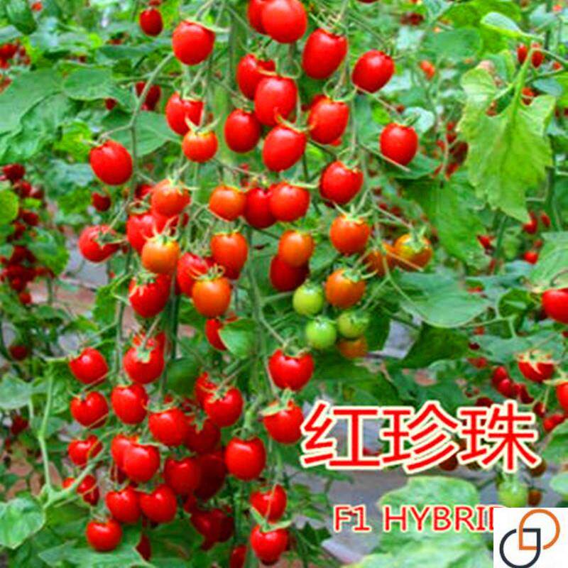 红珍珠番茄种子圣女果春季小西红柿种子千禧籽季农家盆栽蔬菜种孑