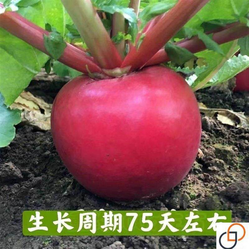 大红萝卜种籽东北大红圆形萝卜种籽四季红皮白肉水萝卜阳台蔬菜种