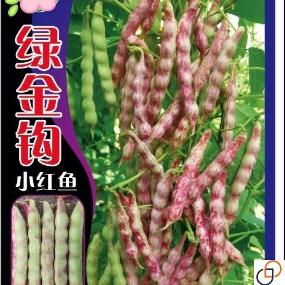 东北绿金钩豆角种子,小红鱼豆角,鼓豆豆角种子,清香软面100克