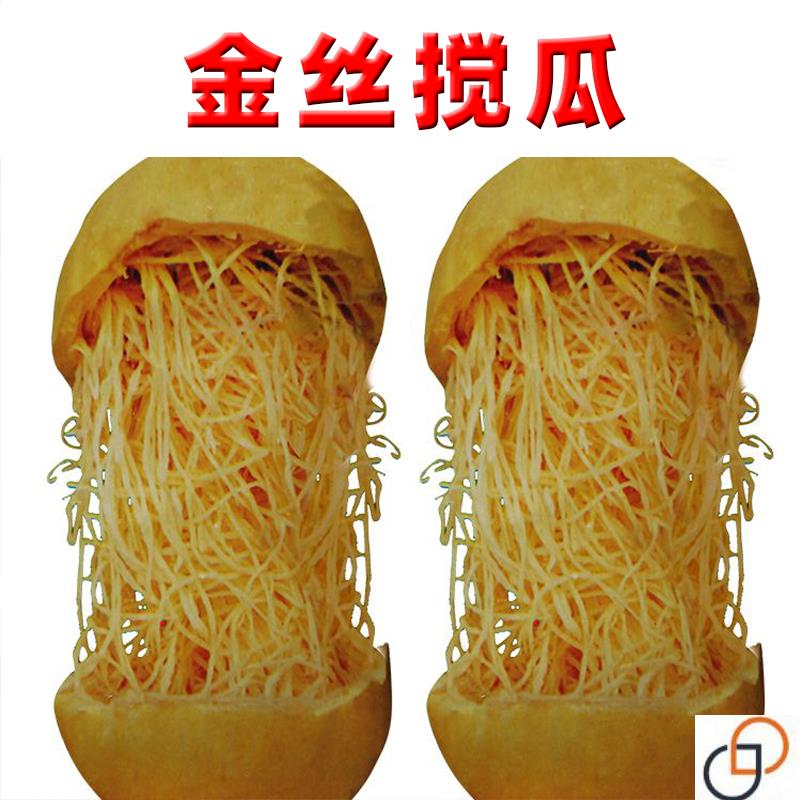 金丝搅瓜绞瓜种子苗孑阳台蔬菜四季播种天然粉丝瓜种籽
