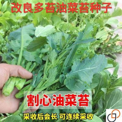 改良割心油菜苔种子油菜心菜薹四季播耐热农家田园阳台蔬菜种籽孑