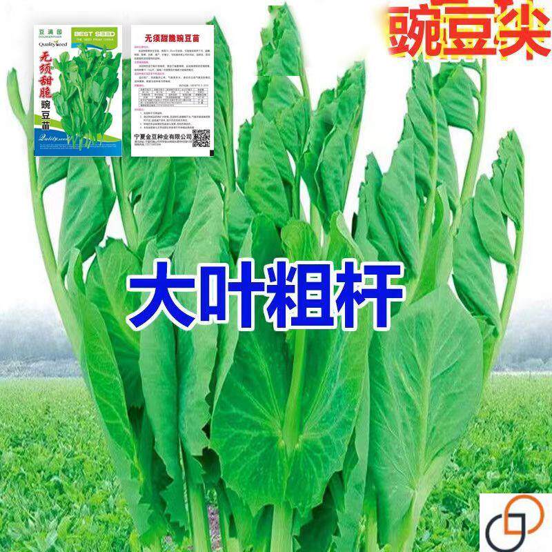无须豌豆苗种子豌豆尖种子四季易种阳台盆栽芽苗菜秋冬季蔬菜种子