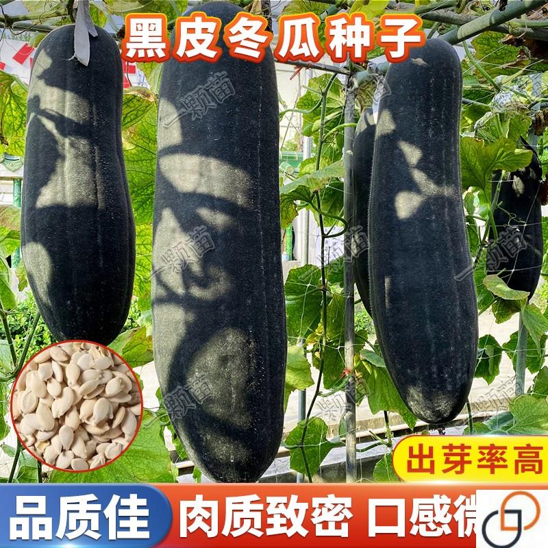黑皮冬瓜种子 长冬瓜籽种孑高产农家阳台庭院蔬菜种子大全春四季