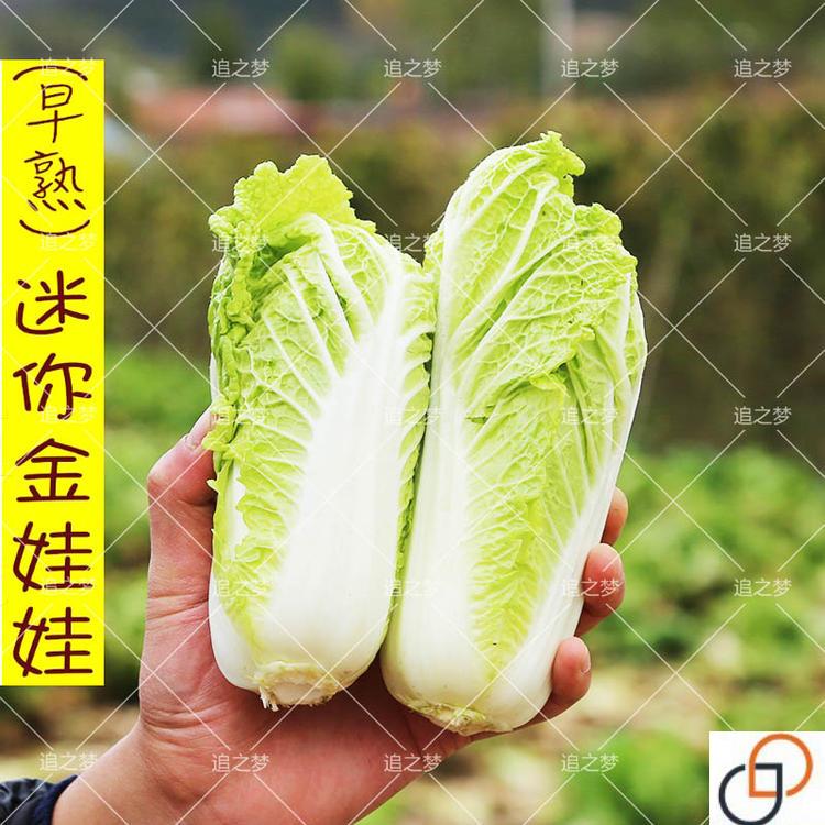 鸡汤娃娃菜种子易种生长快早熟秋播四季小白菜种籽小型黄心菜种