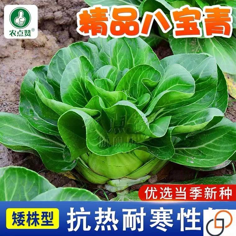 秋季八宝青菜种孑矮脚青菜种籽白菜青菜种植阳台盆栽蔬菜种子四季