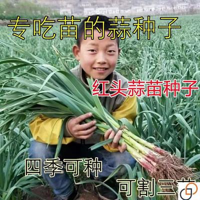 红头蒜苗种子四季播大蒜苗种子阳台盆栽棚种香蒜硬叶蒜苗蒜苗种籽