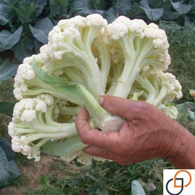 松花菜种子四季播白菜花花椰菜蔬菜种台种菜大田菜孑盆栽种植菜籽