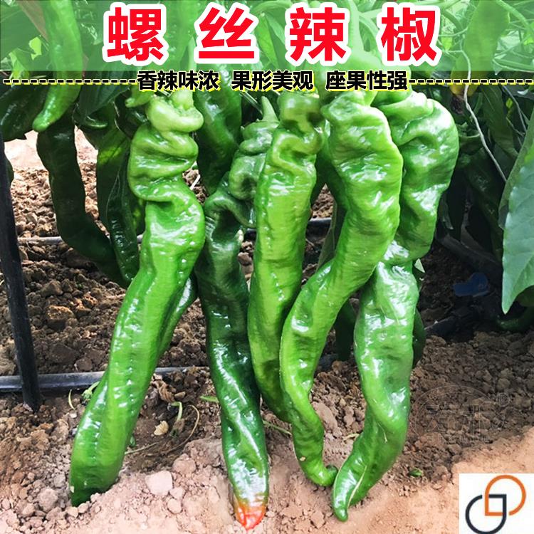 辣椒种子高产特大陇椒巨陇螺丝椒种籽四季庭院阳台盆栽蔬菜种孑