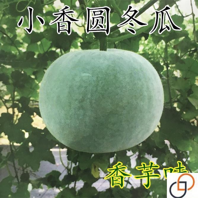 香芋小冬瓜种子冬瓜种子圆宝抗病味香独特杂交蔬菜种子四季播高产