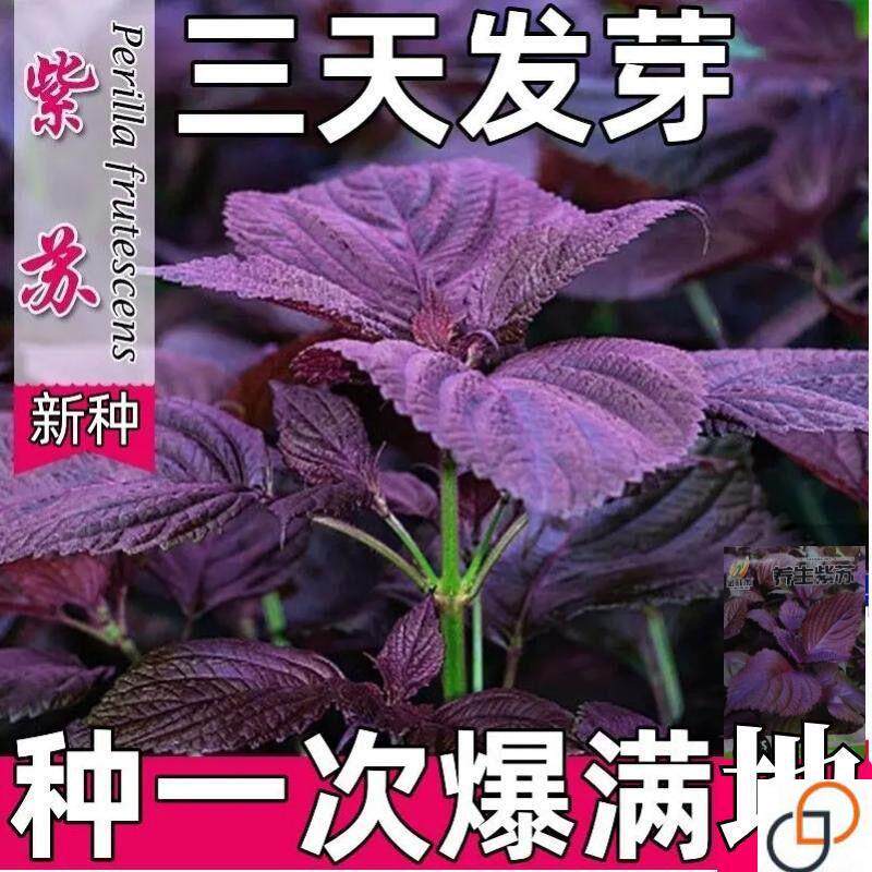 紫苏种子可食用双面红紫苏大叶紫苏种子四季耐热阳台盆栽蔬菜种子