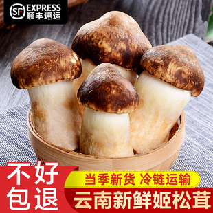 云南新鲜姬松茸2斤装 当季 食用菌菇巴西蘑菇小松菇赤松茸煲汤特产