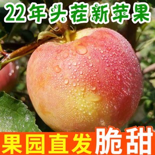 5平果新鲜苹果脆甜苹果心萍丑斤冰糖10 水果整箱红富士应当季