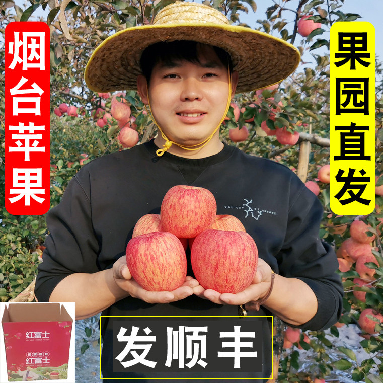 新鲜烟台山东苹果脆甜孕妇不栖霞顺丰当季打蜡正宗红富士