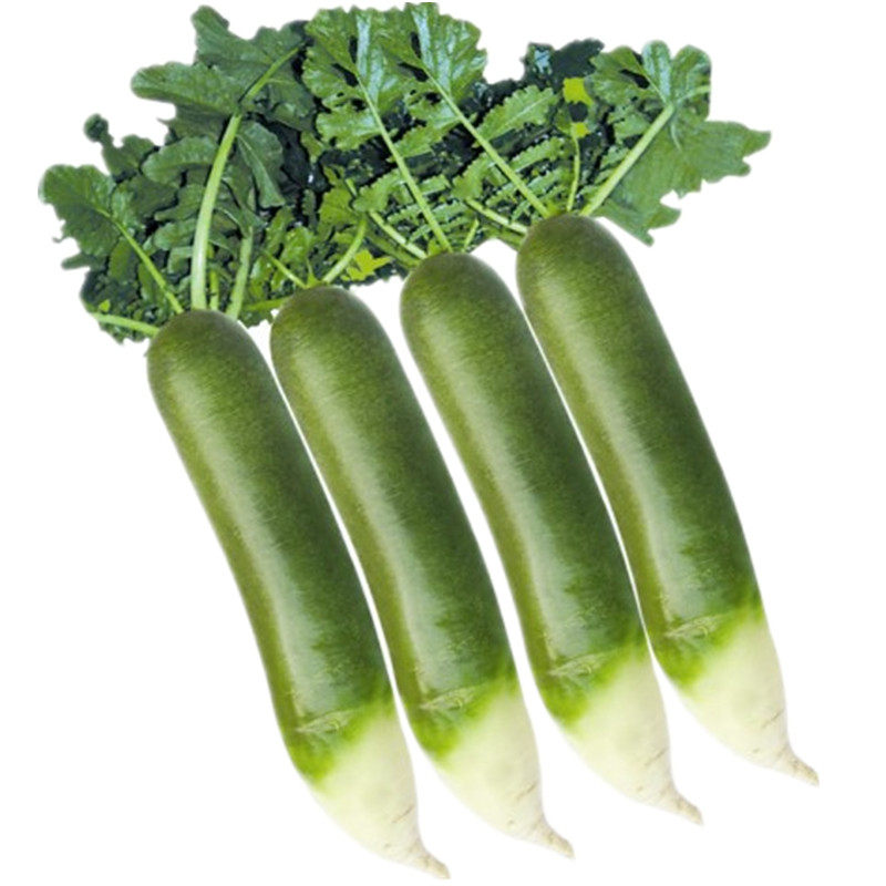 【正常发】新鲜5斤潍坊萝卜现拔山东水果萝卜潍县萝卜青萝卜蔬菜