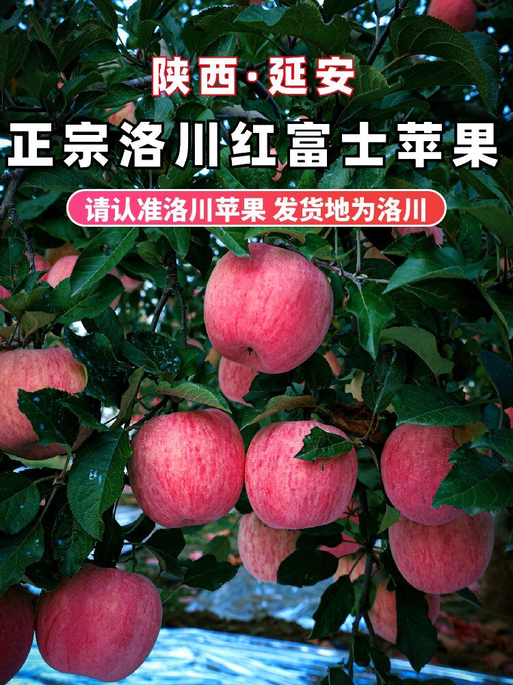 冰糖新鲜脆甜苹果孕妇水果斤10当季整箱陕西一级心洛川红富士正宗