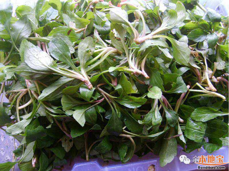 马兰头新鲜蔬菜山坡野菜上海崇明岛马兰头当天采新鲜蔬菜带箱500g