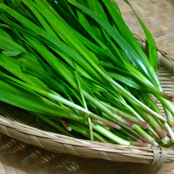 【正常发】3斤头茬头刀韭菜农家韭菜包饺子韭菜盒子新鲜蔬菜包邮