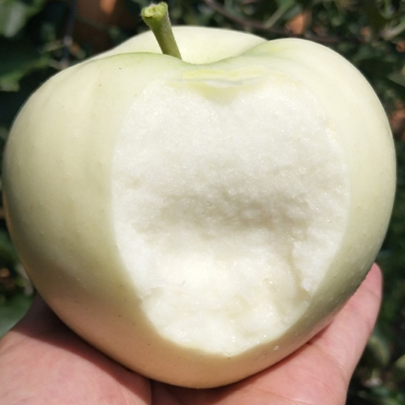 奶油乔纳金苹果新鲜5斤奶油白苹果黄水果牛奶酸甜鲜果当季面苹果