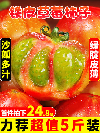 铁皮草莓柿子5斤新鲜应当季西红柿生吃水果碱地盘锦绿腚番茄