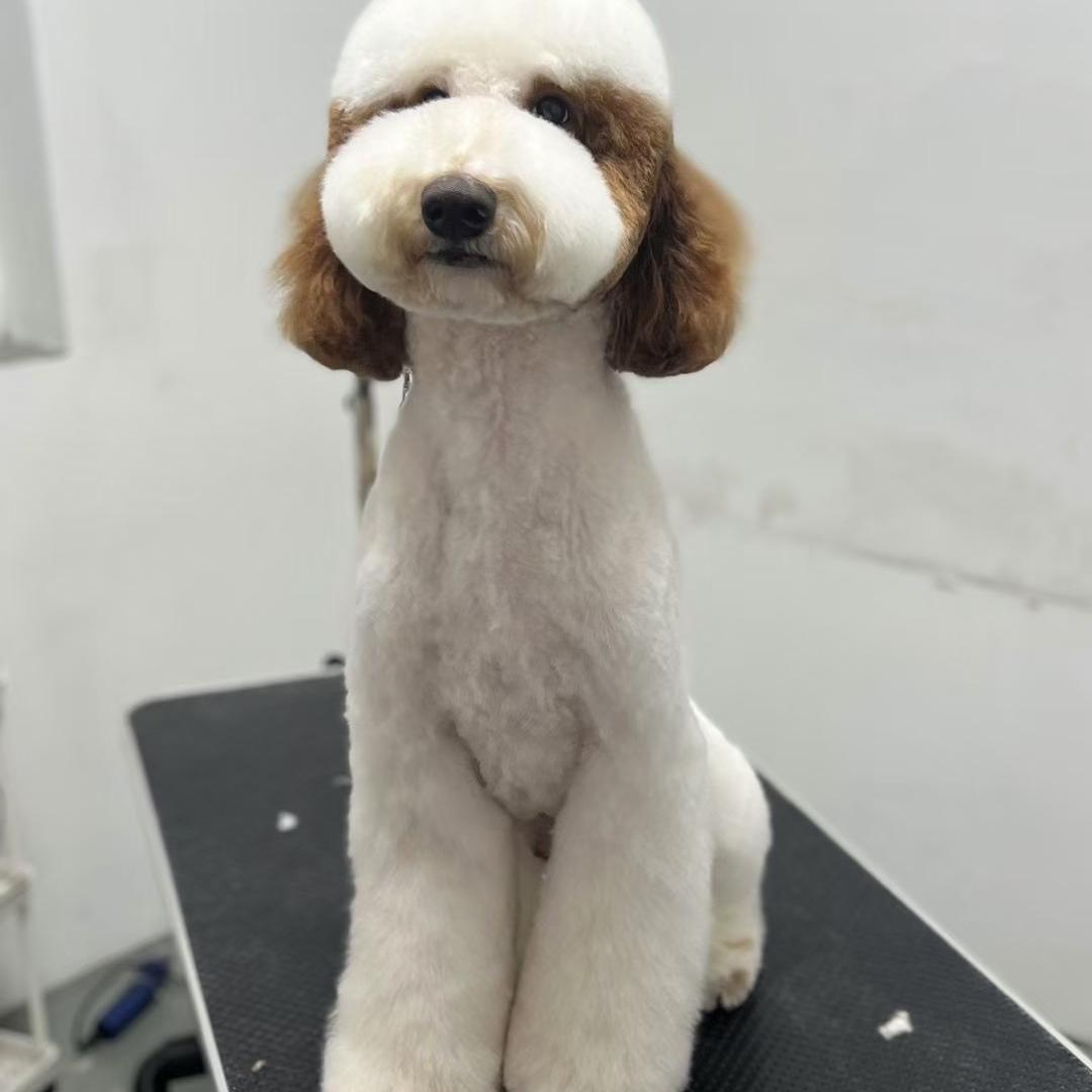 巨型贵宾犬泰迪犬幼犬活体大型家养宠物狗狗