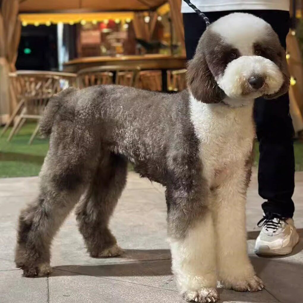 巨型贵宾犬幼犬纯种巨贵幼犬大泰迪犬大型犬花巨贵犬活体宠物狗狗