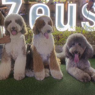 巨贵犬纯种巨型贵宾犬幼犬巨贵幼犬大泰迪犬大型犬巨贵犬活体宠物