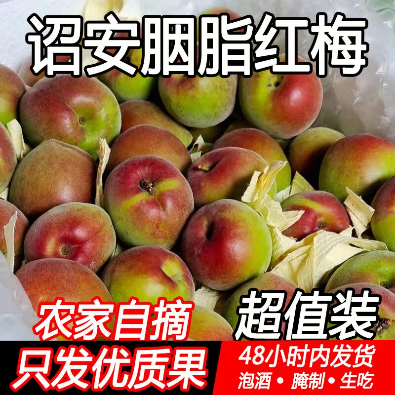 胭脂梅5斤鲜果青梅果新鲜青梅素酵梅子孕妇水果诏安脆梅现摘野生