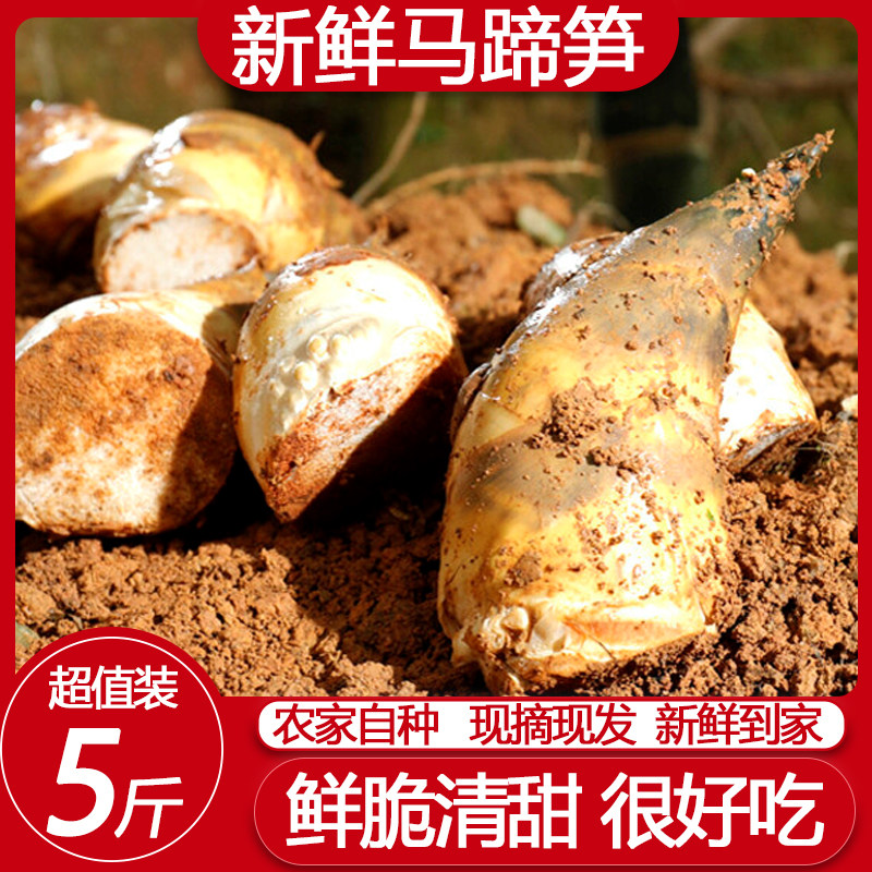 【去老根】新鲜马蹄笋绿笋夏笋甜笋煲汤嫩笋尖时令冬笋蔬菜4斤装