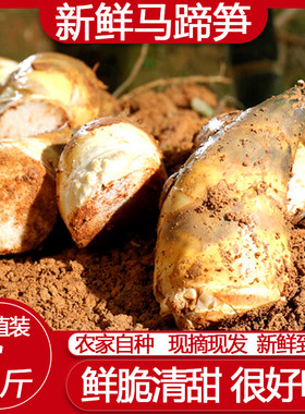 笋当天现挖马蹄笋时令蔬菜