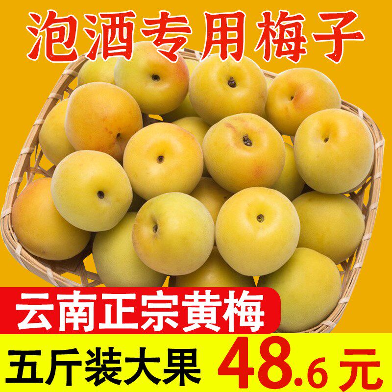 云南高山黄梅青梅鲜果树上熟新鲜水果当季泡酒酵素腌制酸梅子5斤