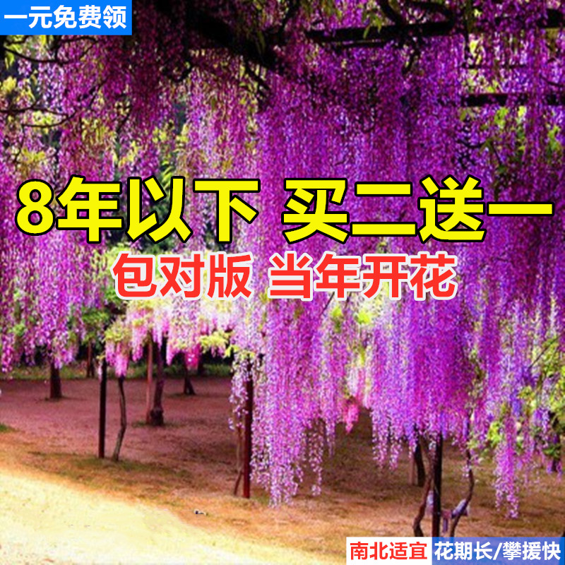 紫藤花树苗爬藤攀爬庭院围墙四季开花植物老桩盆栽花苗藤蔓紫藤萝-封面