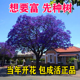 珍稀名贵树苗蓝花楹南北方耐寒耐热庭院别墅风景树地栽盆栽凤凰木