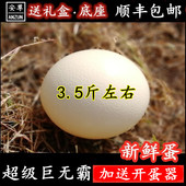 顺丰巨无霸鸵鸟蛋 新鲜食用蛋超大号鸸鹋蛋特大三斤鸵鸟苗 包邮