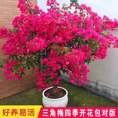 三角梅四季开花卉大苗带花盆栽爬藤重瓣植物爬藤室内阳台庭院树苗