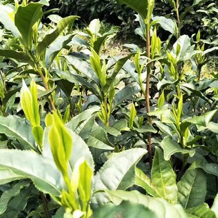 溪口高山茶2025年新茶 绿茶 春茶 安徽宣城茶叶云尖包邮