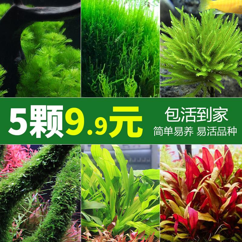 鱼缸造景莫斯沉木水榕活体无土植物懒人增氧真水草趴地矮珍珠陀草 宠物/宠物食品及用品 水草 原图主图