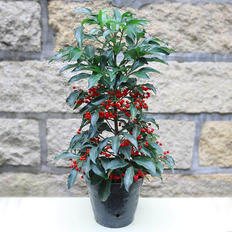 喜阴富贵子新款籽红黄金万两室内外盆栽绿植富贵子耐寒花卉盆景