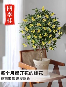 桂花树苗盆栽可食用金桂四季桂开花不断室内外阳台庭院浓香型花卉