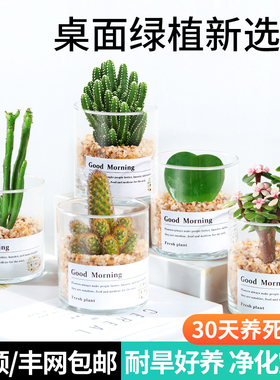 多肉植物套餐含带盆肉肉组合室内小盆栽精品玉露大颗好养花卉绿植