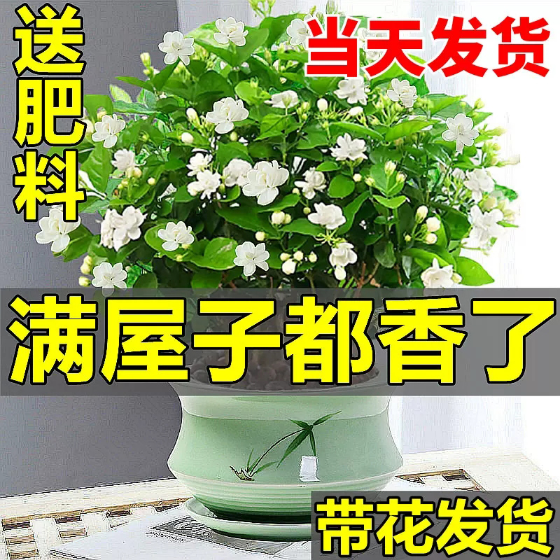 茉莉花苗盆栽带花苞九里香老桩驱蚊水培栀子花卉绿植物室内四季开