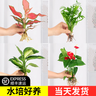 水培植物绿植室内水养绿萝花卉盆栽铜钱草红掌四季 水生好养吉利红