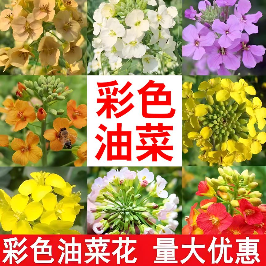 彩色油菜花菜籽观赏两用