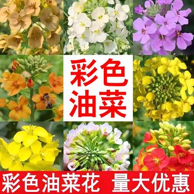 彩色油菜花菜籽观赏两用