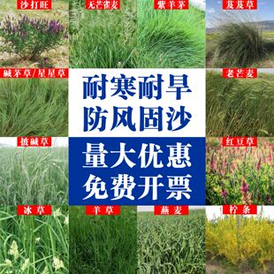 无芒雀麦种子披碱草碱茅草沙打旺紫羊茅红豆草羊草四季牧草种籽