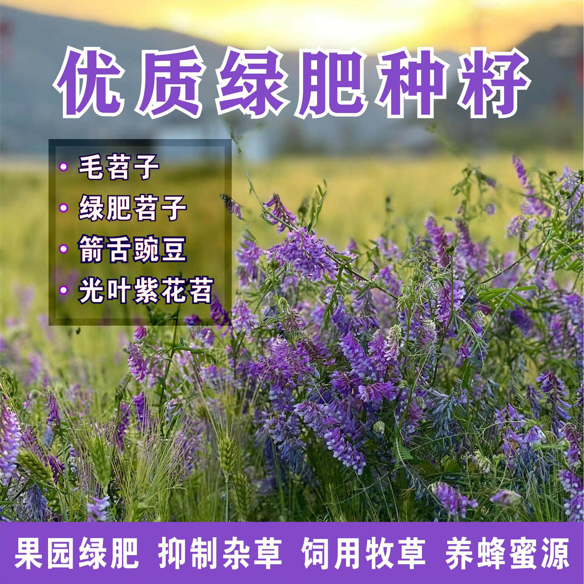 箭舌豌豆种子毛苕子光叶紫花苕长家庭园艺种子