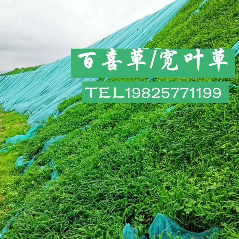 百喜草种子宽叶草糖蜜雀稗狼尾草