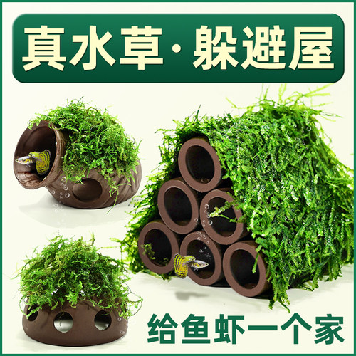 水宠世家虾屋窝莫斯水榕懒人造景
