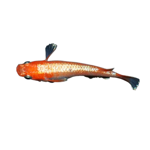 观背青鳉观赏鱼冷水鱼苗好养可孵化小型锦鲤魔法鱼原生鱼红帝干支
