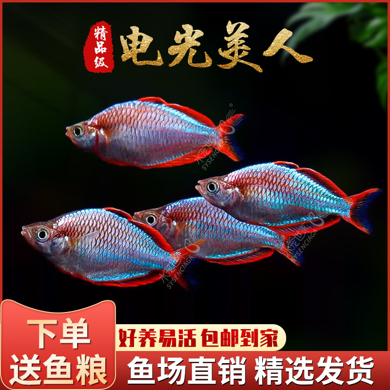 电光美人鱼热带观赏灯科鱼刚果美人石美人鱼斑马红绿灯淡水群游鱼