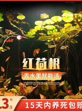 红荷根红绿荷根睡莲科水草活体造景草缸鱼缸布景真水草南美造景